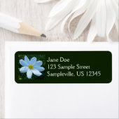 日光を受ける白いコスモスの花フローラ ラベル (インサイチュ)