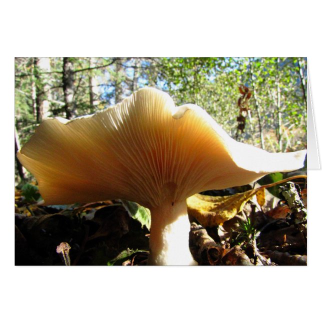 日光を楽しんでいるきのこ (正面横)