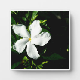 日光を浴びる白いジャスミン フォトプラーク