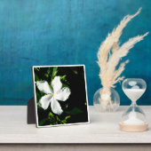 日光を浴びる白いジャスミン フォトプラーク (インサイチュ)