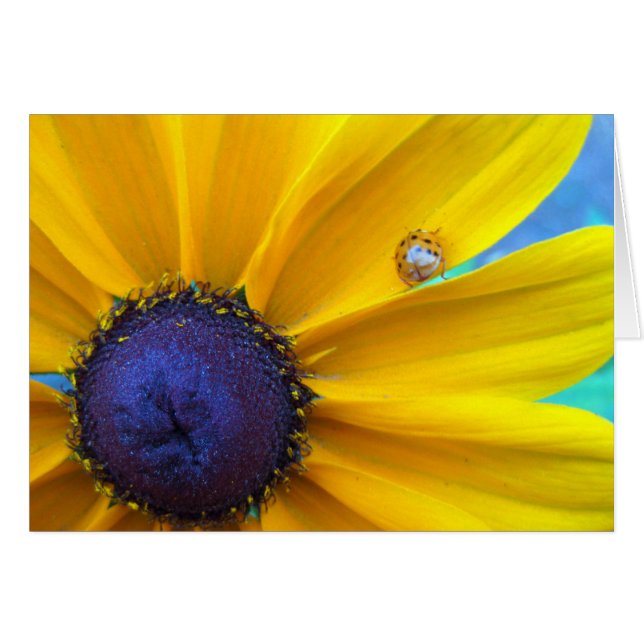 日光を送ります (正面横)