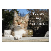 日光カードの猫