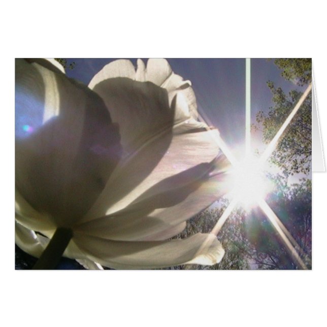 日光常にの方に (正面横)