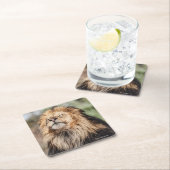 日光浴をしているオスのライオン スクエアペーパーコースター (インサイチュ)