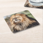 日光浴をしているオスのライオン スクエアペーパーコースター (アングル)