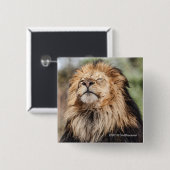 日光浴をしているオスのライオン 缶バッジ (正面&裏面)