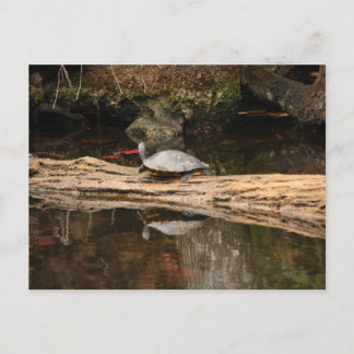 日光浴カメ ポストカード