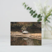 日光浴カメ ポストカード (スタンド正面)