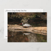 日光浴カメ ポストカード (正面/裏面)