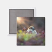 日光浴フィンチ マグネット (正面/裏面)