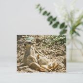 日光浴メルカット葉書 ポストカード (スタンド正面)