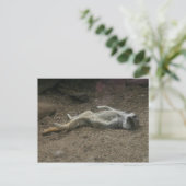 日光浴メルカートはがき ポストカード (スタンド正面)