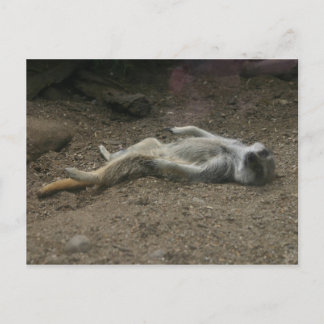 日光浴メルカートはがき ポストカード