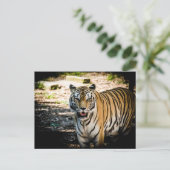 日威厳のある照の輝きの虎 ポストカード (スタンド正面)