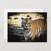 日威厳のある照の輝きの虎 ポストカード (正面/裏面)