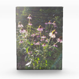 日差しの中のエキナセアの花 フォトブロック