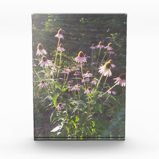 日差しの中のエキナセアの花 フォトブロック (正面)