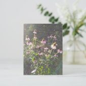 日差しの中のエキナセアの花 ポストカード (スタンド正面)