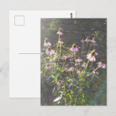 日差しの中のエキナセアの花 ポストカード (正面/裏面)