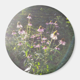 日差しの中のエキナセアの花 マグネット