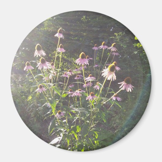日差しの中のエキナセアの花 マグネット (正面)