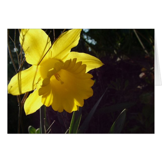 日差しの中の黄色い水仙の花 (正面横)