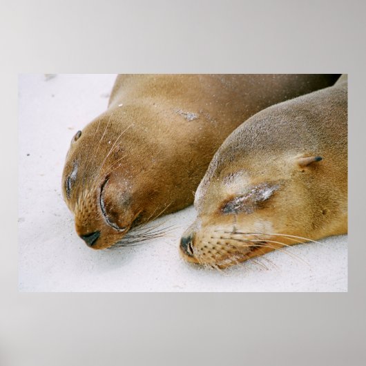 日差しを楽しむアザラシ ポスター (正面)