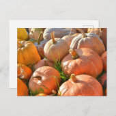 日当たりの良いカボチャ ポストカード (正面/裏面)