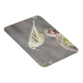 日当たりの良いゴールドフィンチとヒマワリ磁石 マグネット (右側)