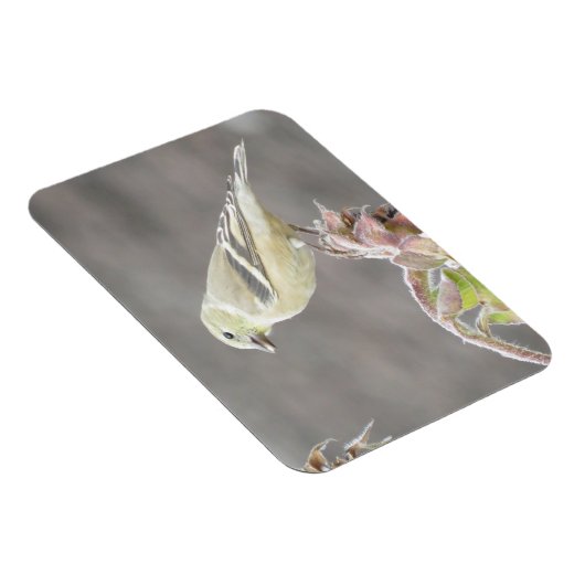 日当たりの良いゴールドフィンチとヒマワリ磁石 マグネット (右側)