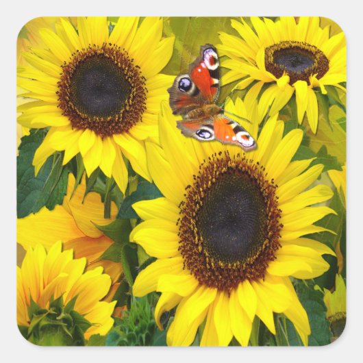 日当たりの良いヒマワリ スクエアシール (正面)