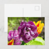 日当たりの良い日に咲くライラックのチューリップ ポストカード (正面/裏面)