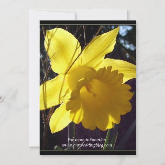日当たりの良い水仙の花結婚式招待状 招待状 (裏面)