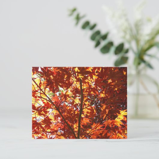 日日本のに楓 ポストカード (スタンド正面)