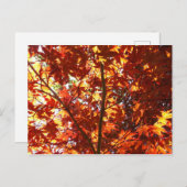 日日本のに楓 ポストカード (正面/裏面)