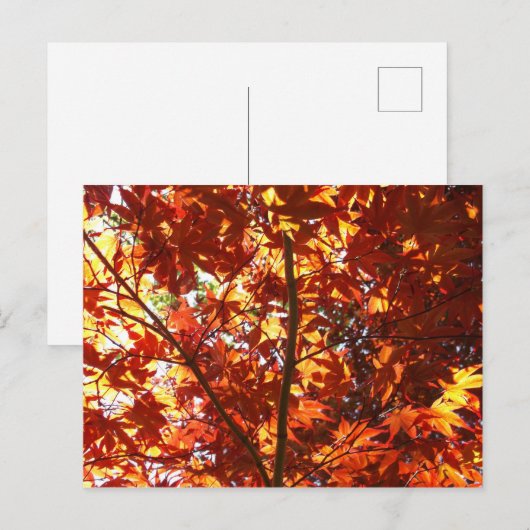 日日本のに楓 ポストカード (正面/裏面)