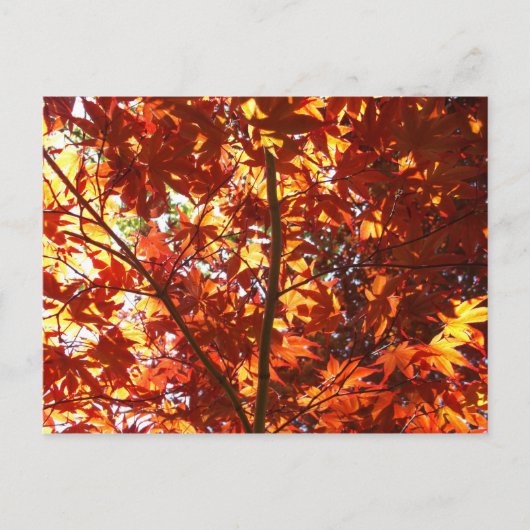 日日本のに楓 ポストカード (正面)