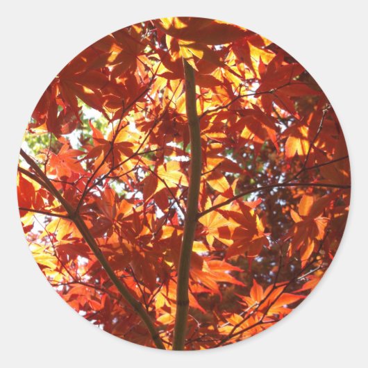 日日本のに楓 ラウンドシール (正面)