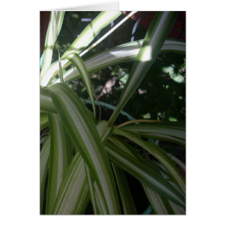 日曜日および陰