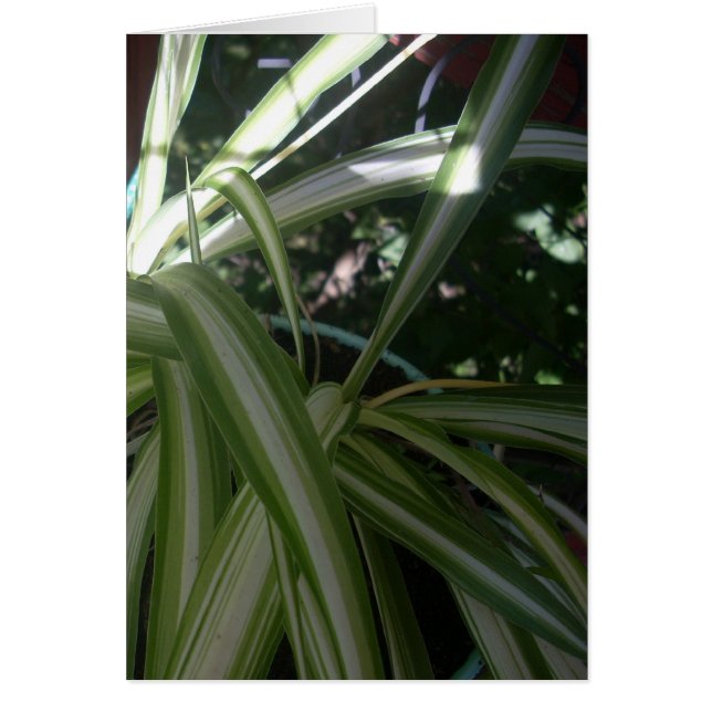 日曜日および陰 (正面)