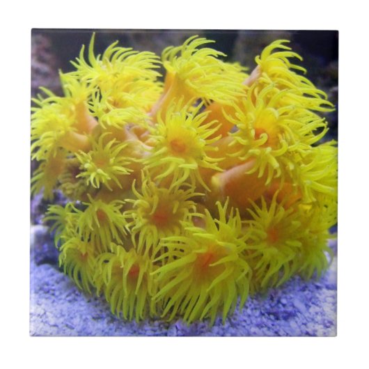 日曜日のオレンジ珊瑚 タイル (正面)