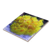 日曜日のオレンジ珊瑚 タイル (側面)