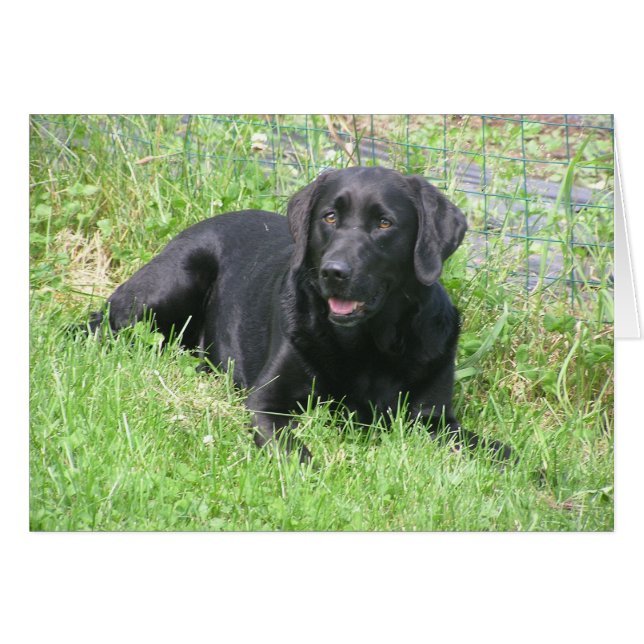 日曜日のダコタ (正面横)