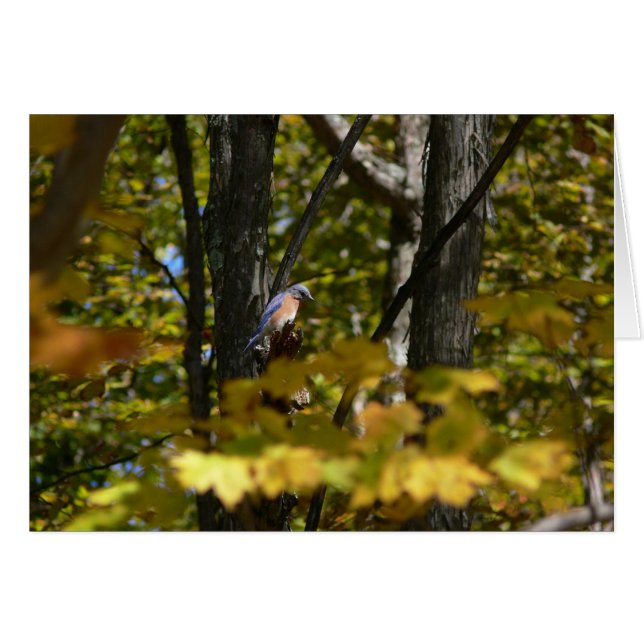 日曜日のブルーバード (正面横)