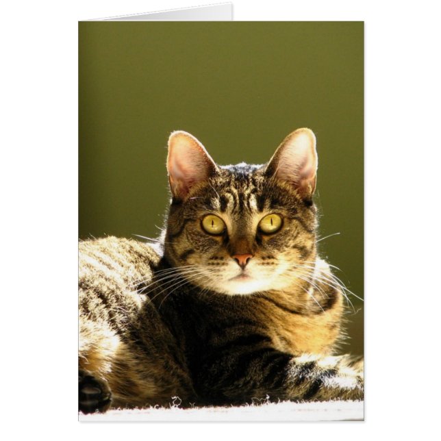 日曜日の猫 (正面)