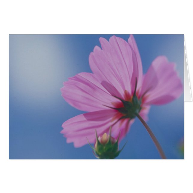 日曜日の間達すること (正面横)