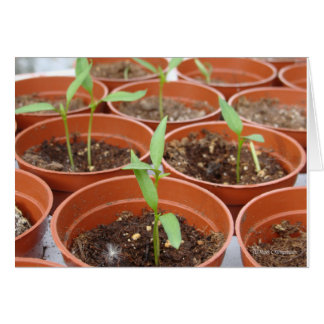 日曜日の間達すること