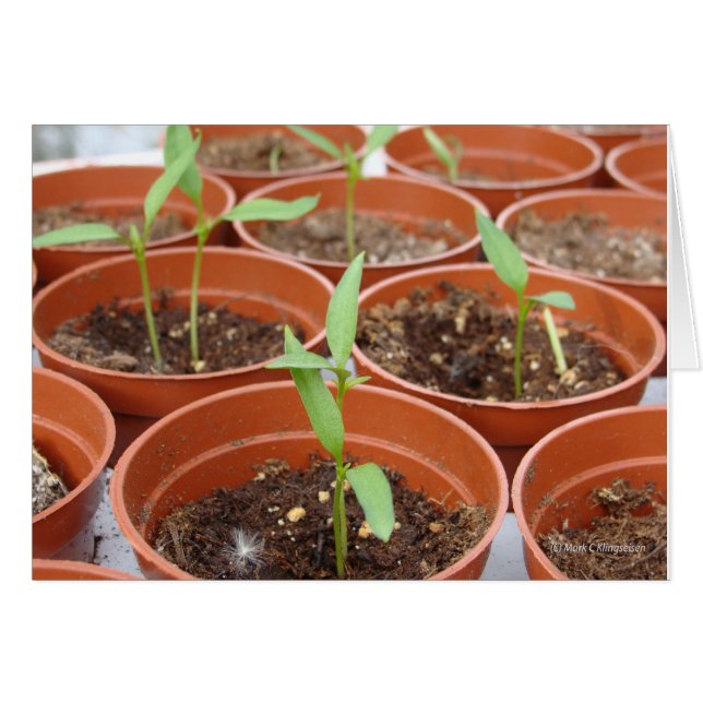 日曜日の間達すること (正面横)