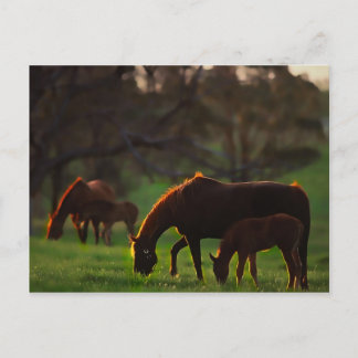 日曜日は接吻しました ポストカード