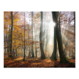 日曜日は神秘的で霧深い景色の森林- Paperprint --を放射します フォトプリント